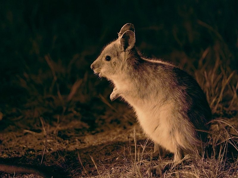A kangaroo in the low coastal heath near the Pinnacles
