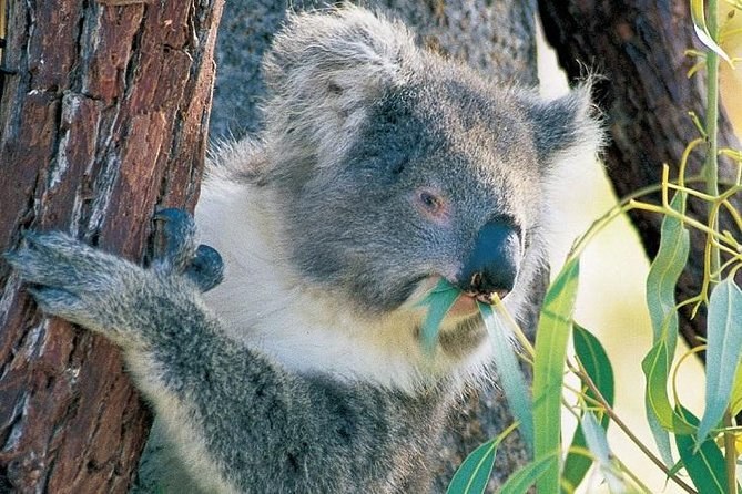 A koala feeding in a eucalypt on the way north from Perth