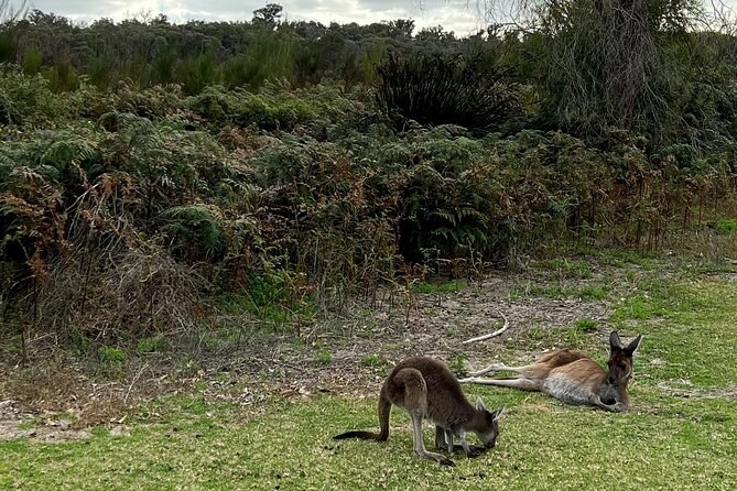 Kangaroos resting in the scrub in the late afternoon
