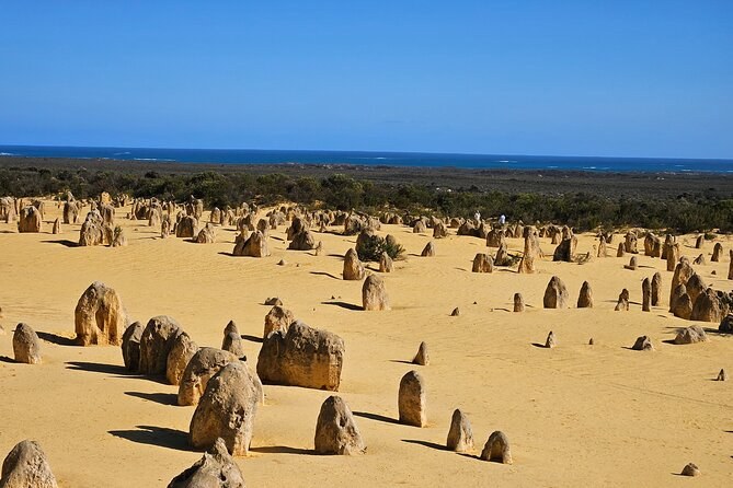 Limestone pillars of every height standing in the Spearwood sands