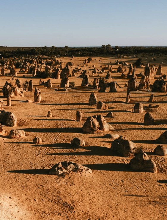 Pillars spread across the red-gold sand of Nambung National Park